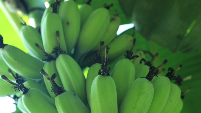 香蕉芭蕉（未调）