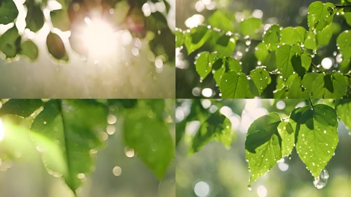 雨后的大自然 水滴滴水