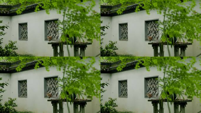 中式园林窗台上的小猫