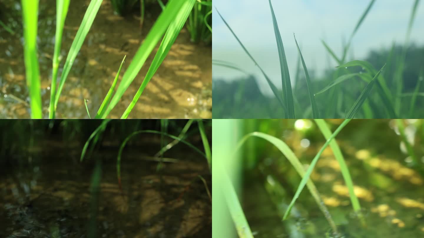 水稻种植（根系，水质土质）