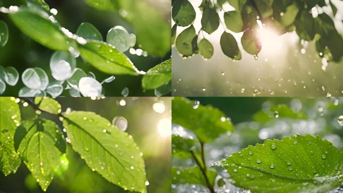 阳光雨露 水滴滴落在树叶上