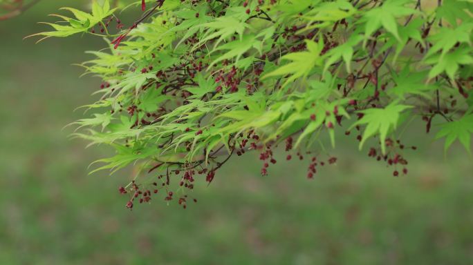 春天嫩绿的枫树枫叶枫树花摇曳  沉浸式