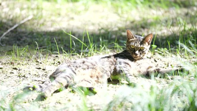 在草坪游玩的小猫