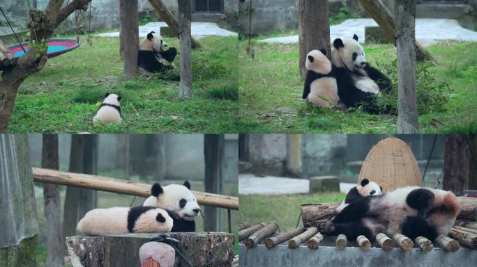 动物园大熊猫母子幼崽