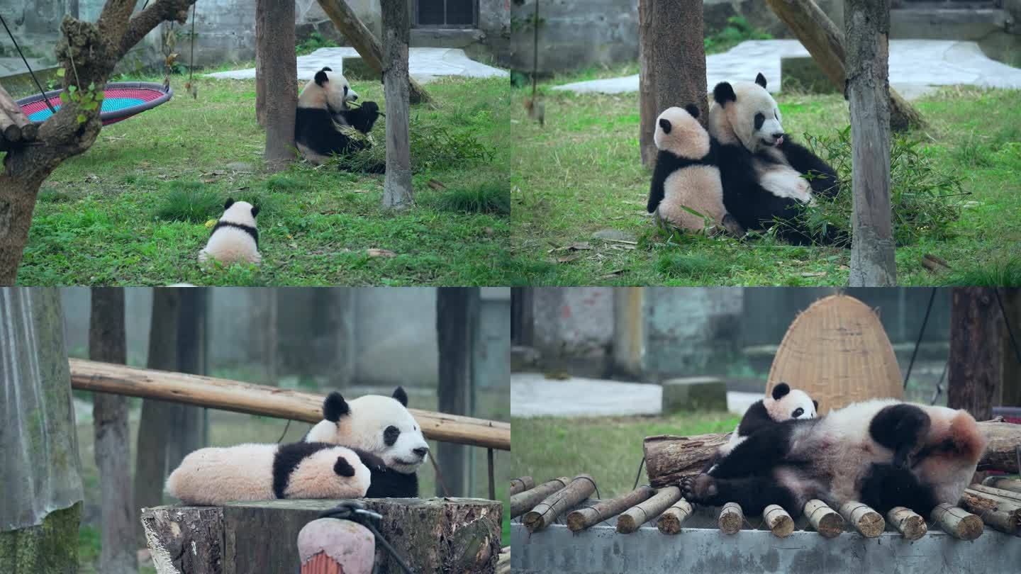 动物园大熊猫母子幼崽
