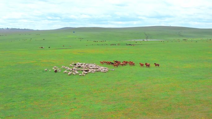 呼伦贝尔大草原羊群牧羊牧场骑马放羊