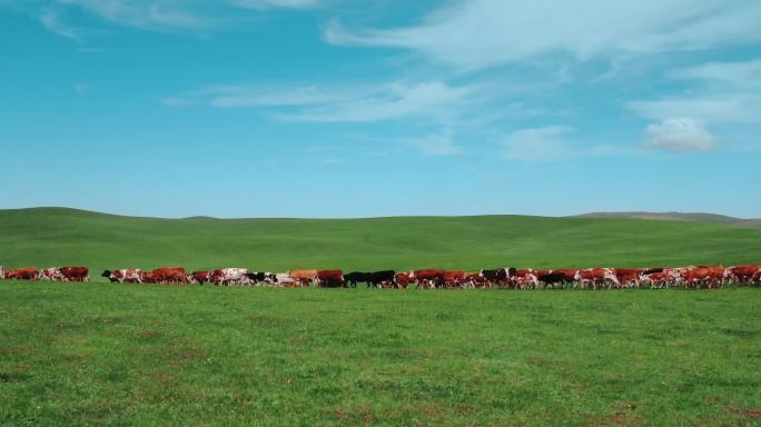 呼伦贝尔大草原牛群航拍牛群天然牧场放牛