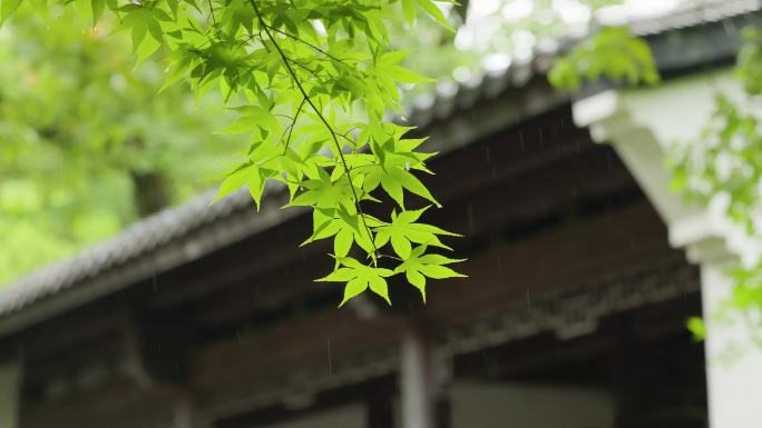 雨中的中式古典园林