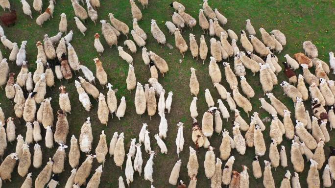 呼伦贝尔大草原-夏季转场-牛群、羊群