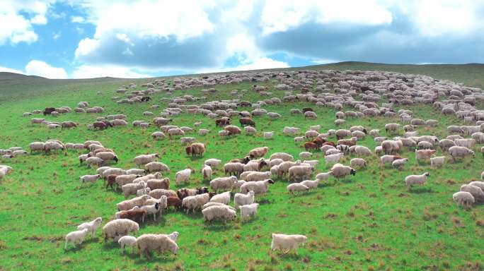 呼伦贝尔大草原羊群牧羊牧场草原航拍