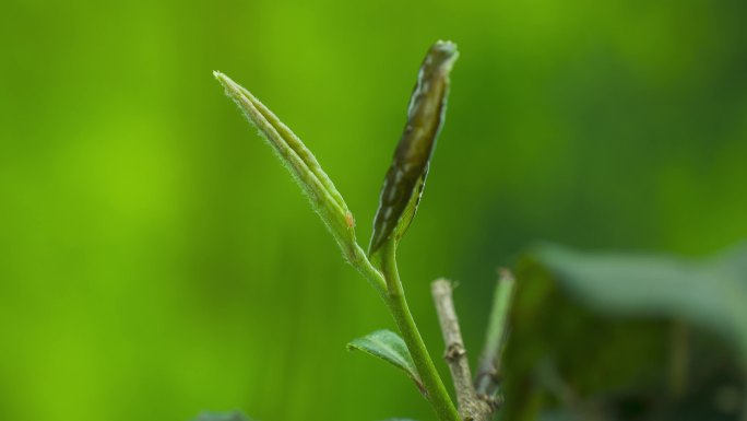 茶叶生长发芽 害虫 蚜虫