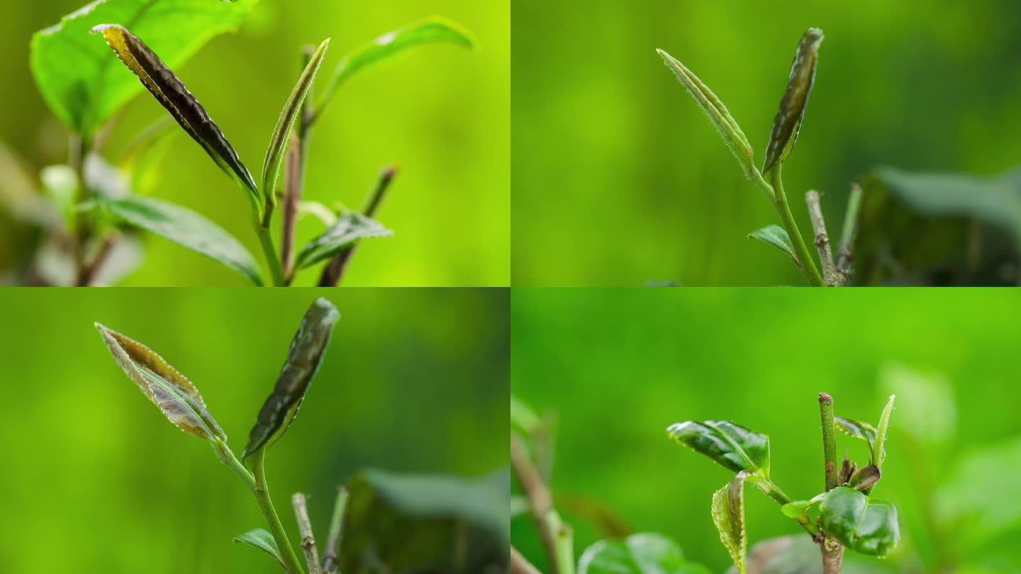 茶叶生长发芽 害虫 蚜虫