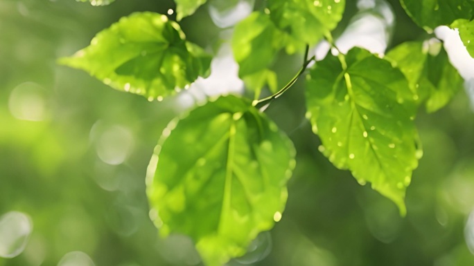 阳光 谷雨 小清新 植物绿叶上的水滴