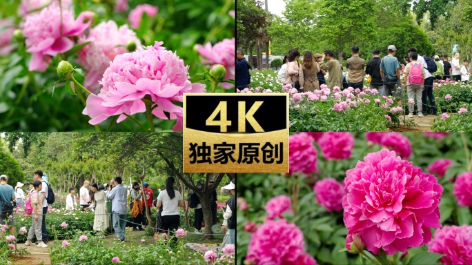 赏花 赏芍药 芍药园 公园 游客