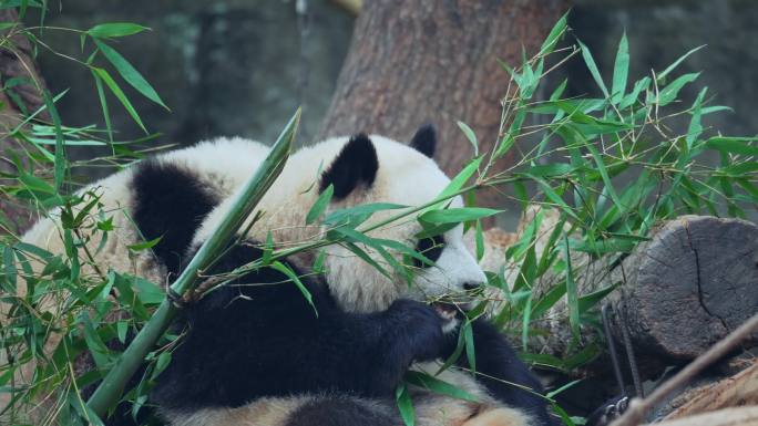 动物园大熊猫渝可渝爱吃竹子