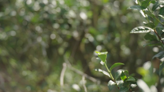《翠绿茶林：自然的静谧角落》