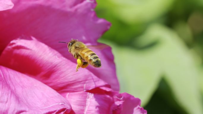 4k （2020hlg） 蜜蜂飞舞采花粉