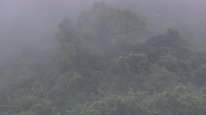 4K-Log-航拍热带雨林，海南百花岭