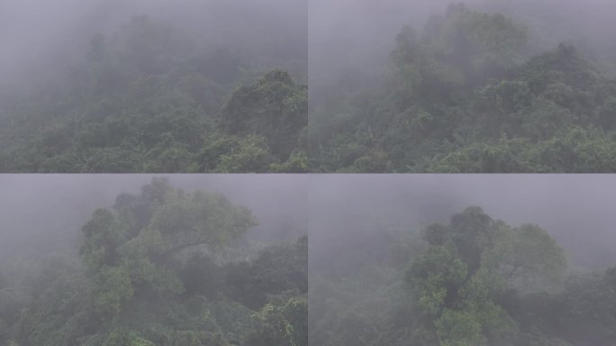 4K-Log-航拍热带雨林，海南百花岭