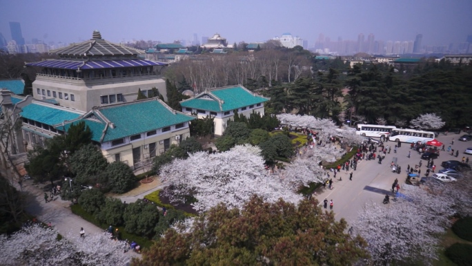 武大樱花东湖樱园湖北武汉赏樱季春景航拍