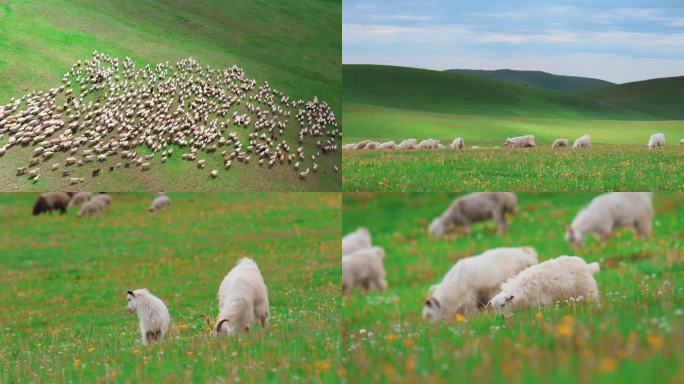 呼伦贝尔大草原羊群牧羊牧场草原航拍