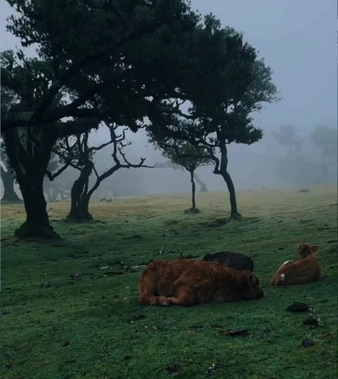 悠闲的早晨雾树黄牛