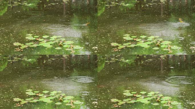 下雨天小鸟飞落在水面上