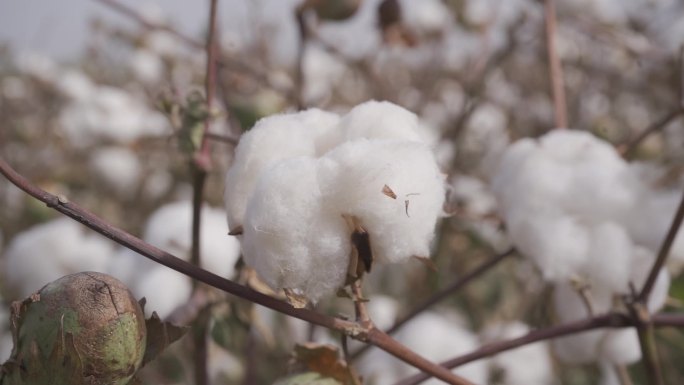 棉棉花田里各种形态的棉花 长绒棉升格原料