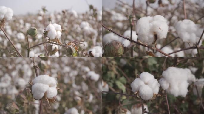 棉棉花田里各种形态的棉花 长绒棉升格原料