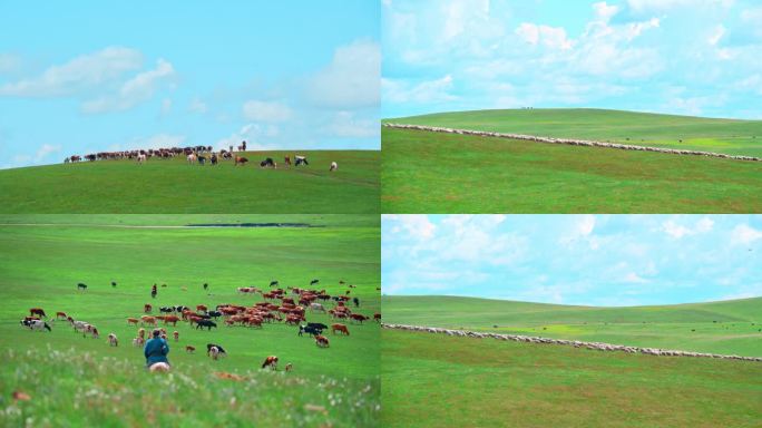 内蒙呼伦贝尔草原牧民转场牛群羊群迁徙夏季