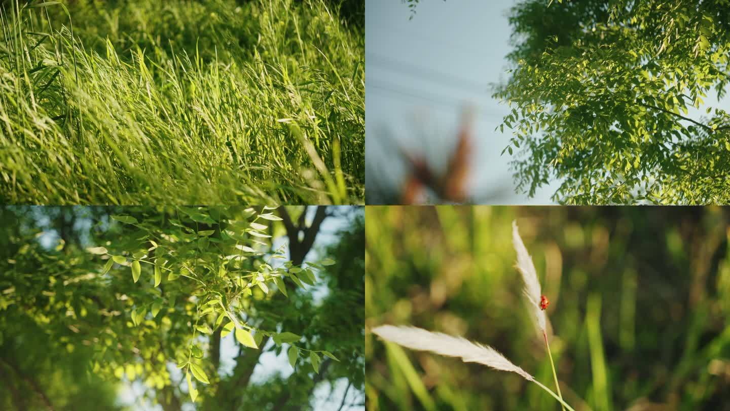 春天草木懵懂的情绪镜头