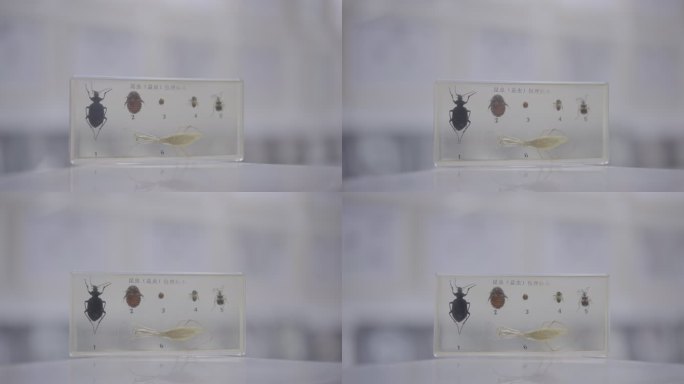 六种昆虫（益虫）包埋标本