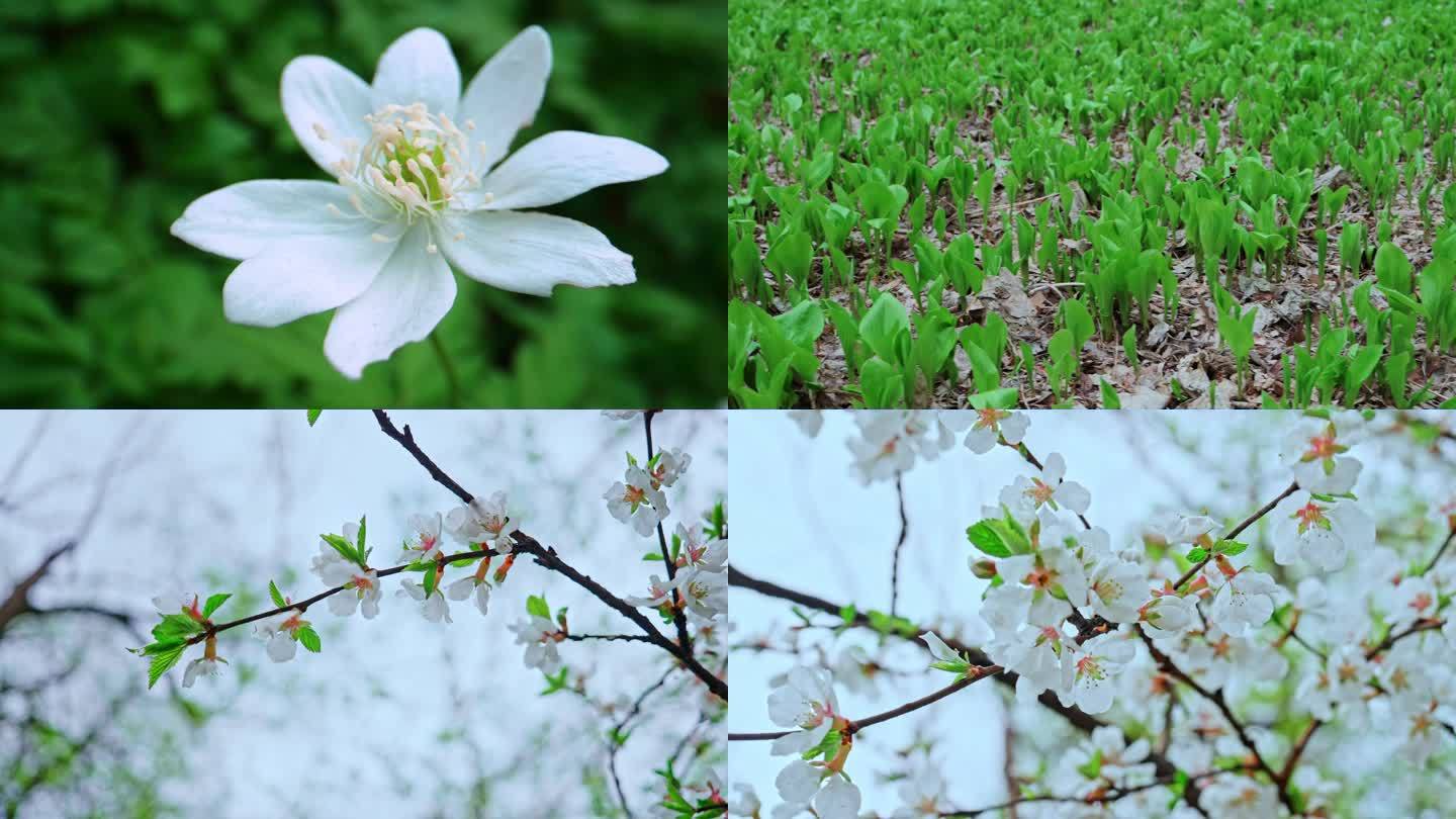 自然花开，春暖发芽 春暖花开大自然 立夏