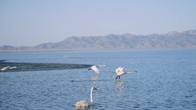 新疆-赛里木湖天鹅打架