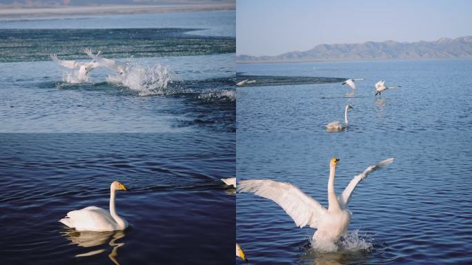 新疆-赛里木湖天鹅打架