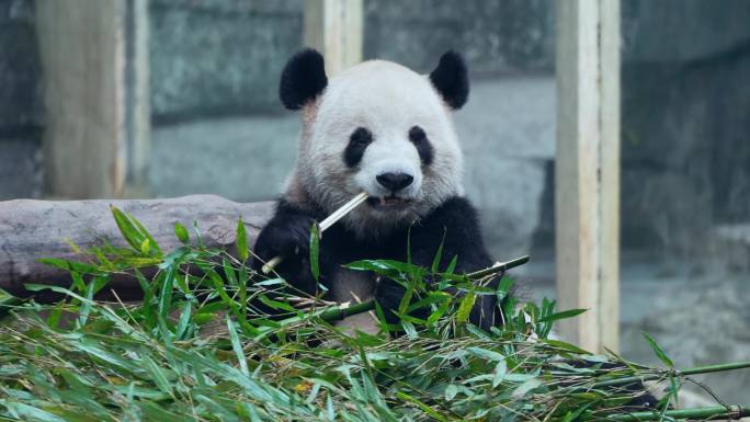 动物园大熊猫四喜丸子吃竹叶