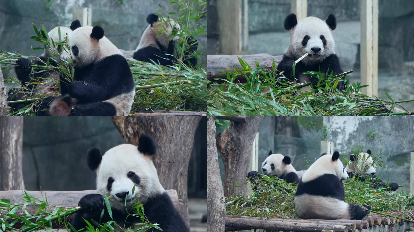 动物园大熊猫四喜丸子吃竹叶