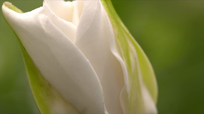 花卉市场 鲜花 花卉批发交易市场