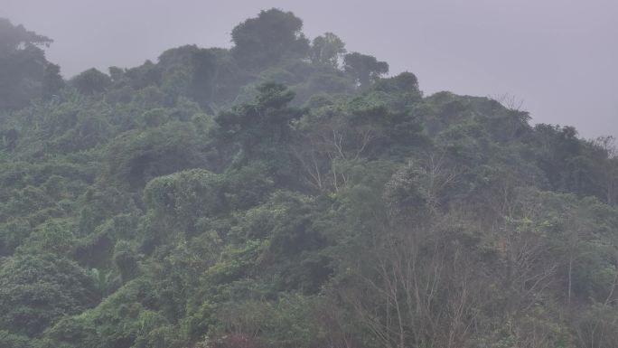 4K-Log-航拍热带雨林，海南百花岭