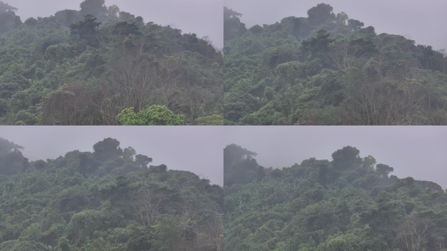 4K-Log-航拍热带雨林，海南百花岭