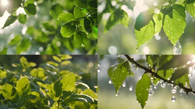 植物 大自然 雨后的绿叶