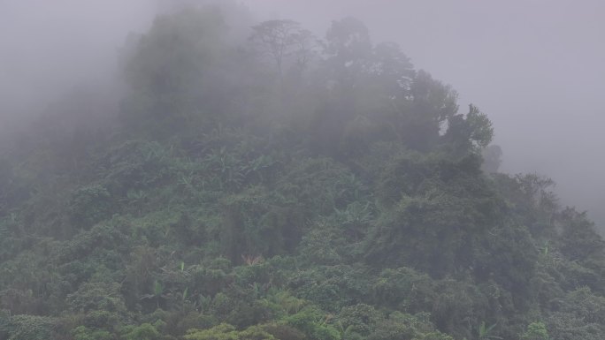 4K-Log-航拍热带雨林，海南百花岭