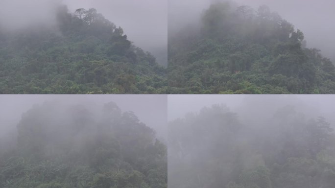 4K-Log-航拍热带雨林，海南百花岭