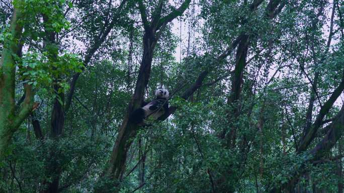 树枝上的大熊猫爬树休息