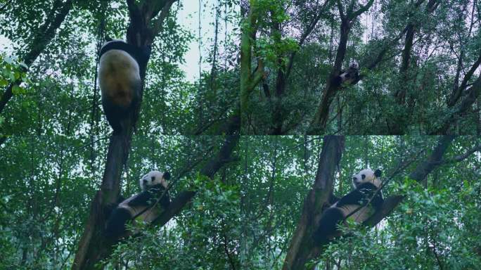 树枝上的大熊猫爬树休息