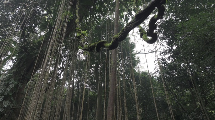 4K-Log-航拍热带雨林，海南万年神树