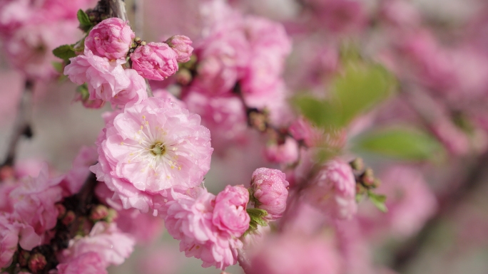 樱花粉色春天花朵桃花杏花浪漫