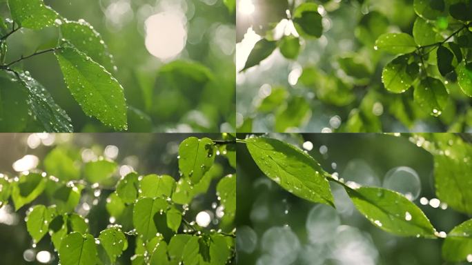 阳光照在绿叶上 水滴雨露