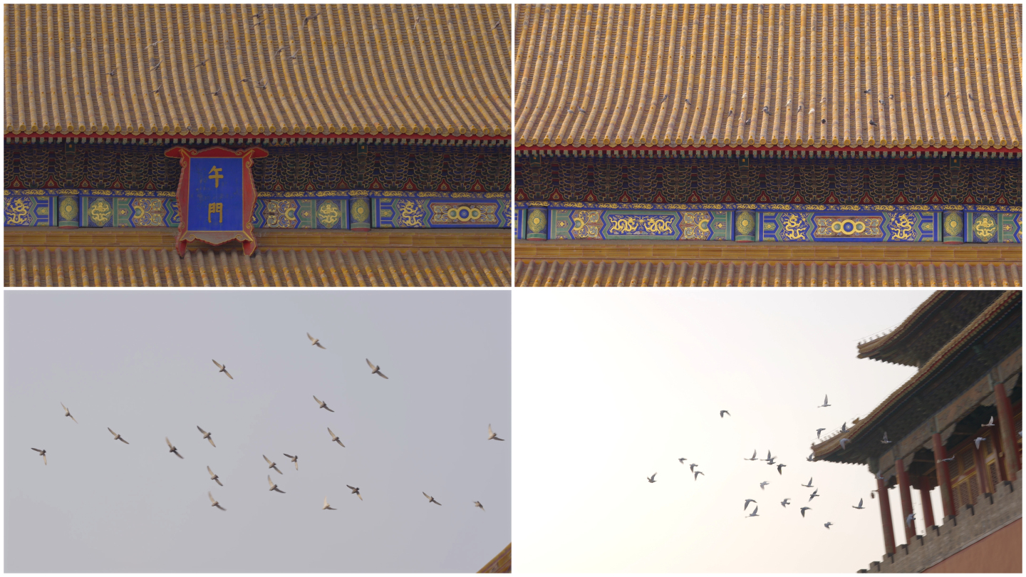故宫鸽子午门鸽子北京鸽子升格慢镜