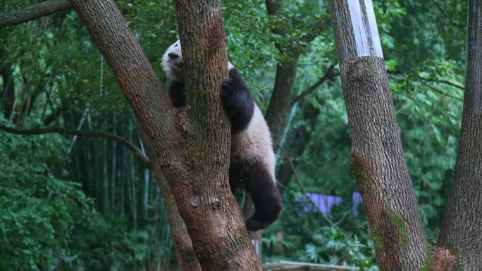 动物园大熊猫爬树